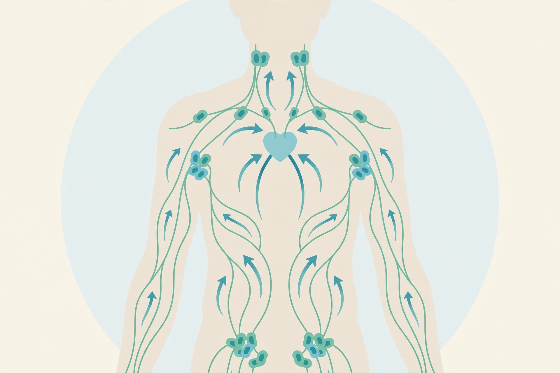 Diagram showing the lymphatic system: vessels and bean-shaped lymph nodes in the neck, armpits, and groin with arrows showing fluid flowing toward the heart