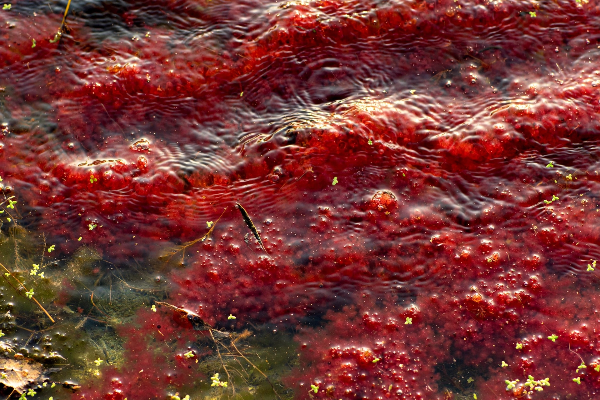 Red Haematococcus pluvialis microalgae, the natural source of astaxanthin supplements