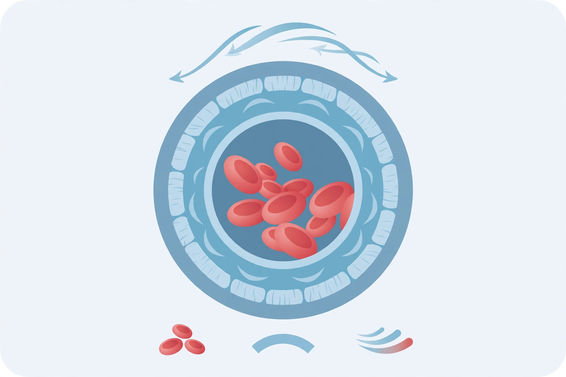 Illustration of a blood vessel cross-section with a relaxed open vessel wall and smooth blood flow